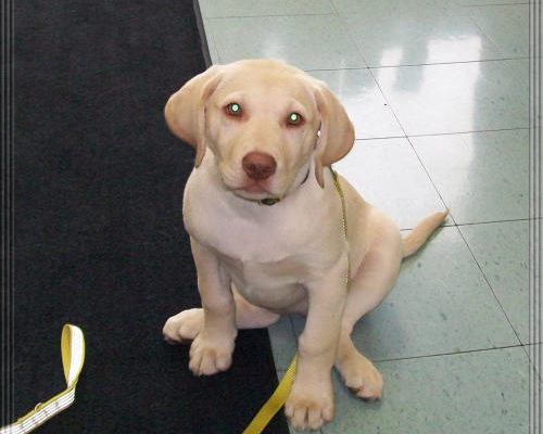 “Lady” - Labradoodle - 13 weeks