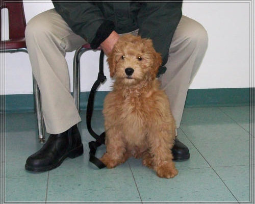 “Winston” - Goldendoodle - 15 weeks