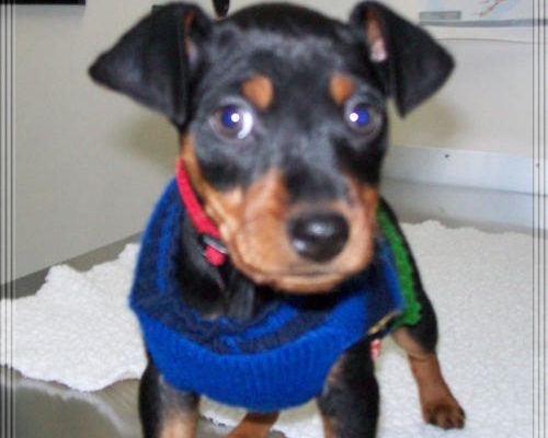 “Diesel” - Minature Pinscher - 9 Weeks