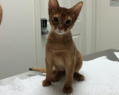 “Cleo” - Abyssinian - 16 weeks