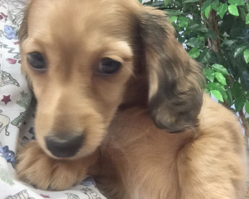 “Lily” - Long-haired Dachshund - 9 weeks