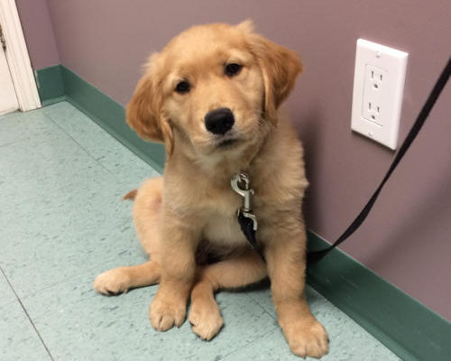 “Yoshi” - Golden Retriever - 10 weeks