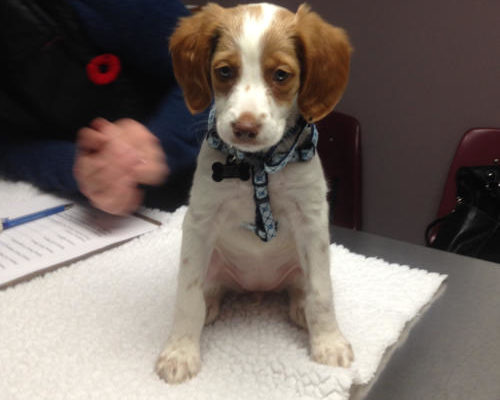 “Moka” - Brittany Spaniel - 9 weeks