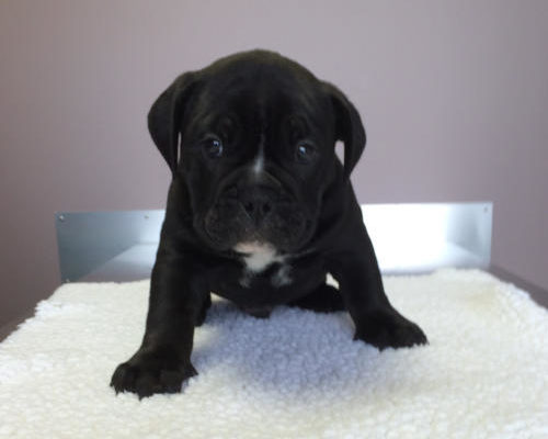 “Steve” - 7 week old English Bulldog