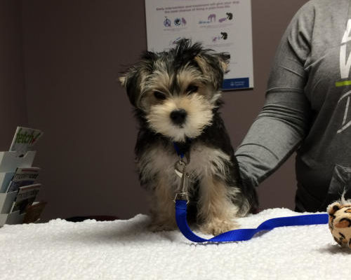 “Harley” - 12 week old Yorkie