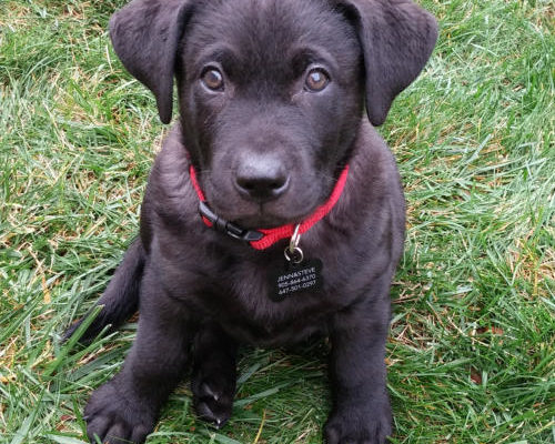 “Shadow” - 11 week old Labrador Retriever