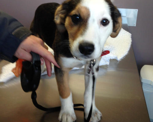 “Sydney” - 12 week old Australian Lab/Beagle