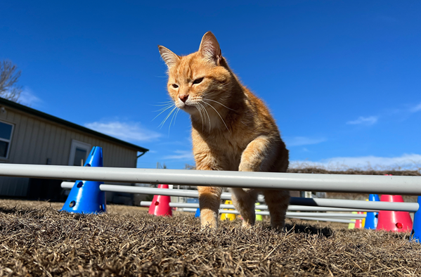 image for Leap Day: The perfect time to start training your cat for agility